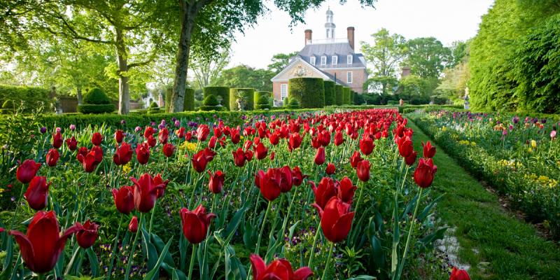 Tulips at the Governor's Palace in Williamsburg, Virginia, USA Rows of red tulips in bloom at the Governor's Palace in Williamsburg, Virginia, USA