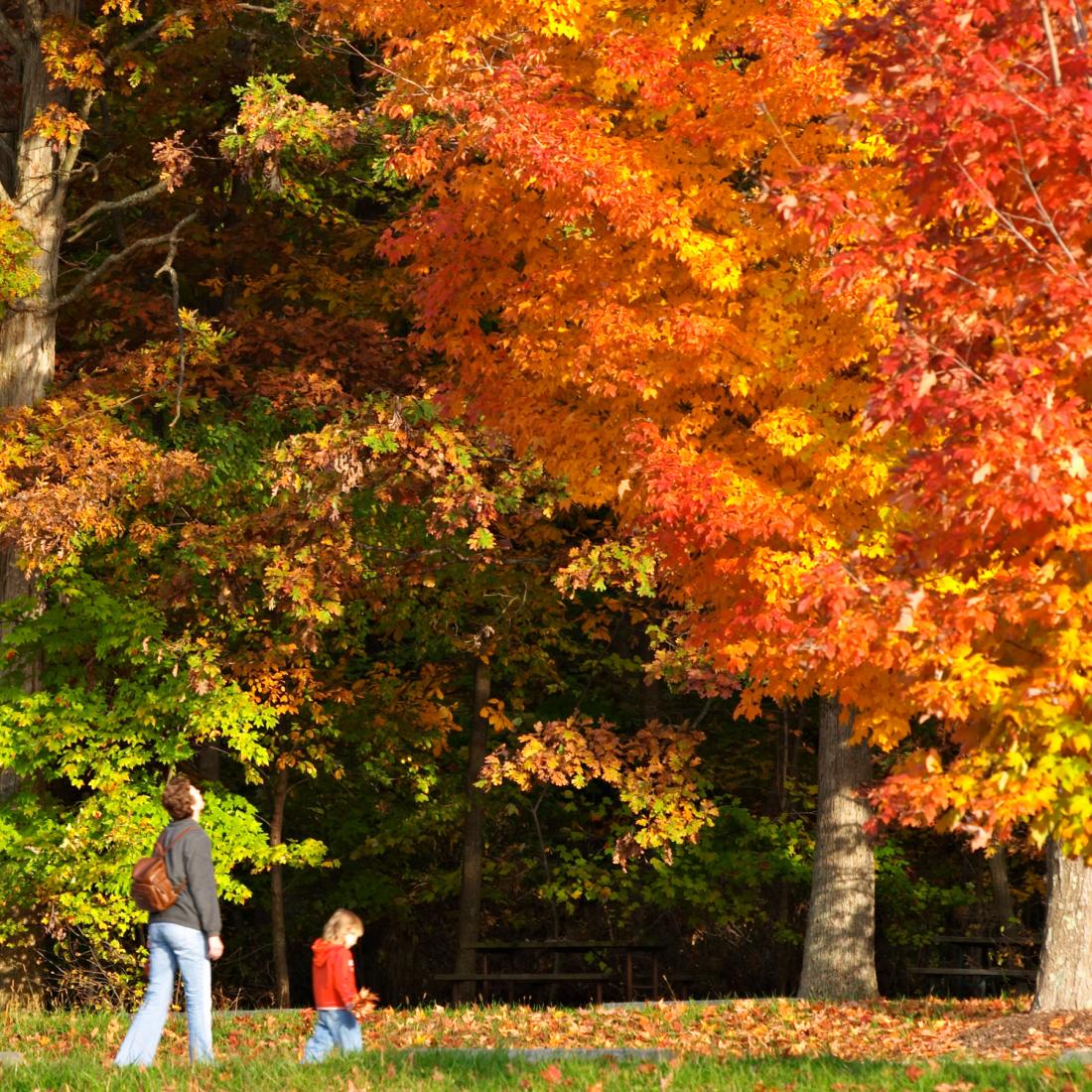 A woman and child gaze up at the autumn foliage