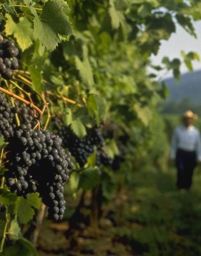 Barboursville Vineyards in Virginia